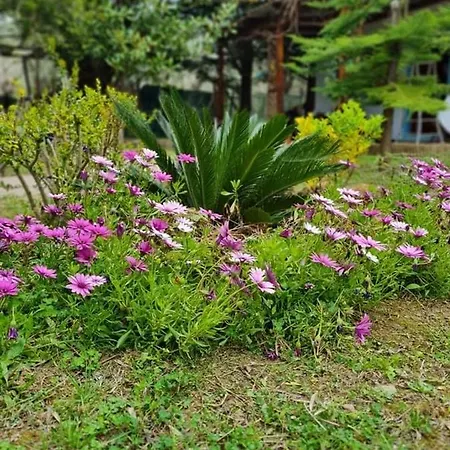 Bill's Garden Case de vacanță