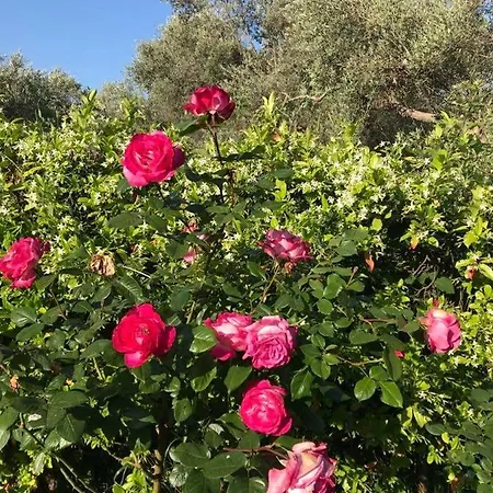 Case de vacanță Bill's Garden Kálamos