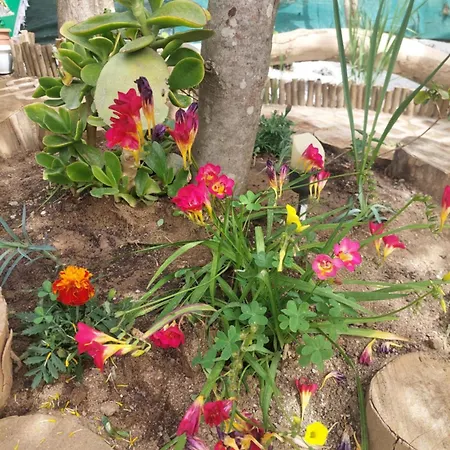 Bill's Garden Kálamos