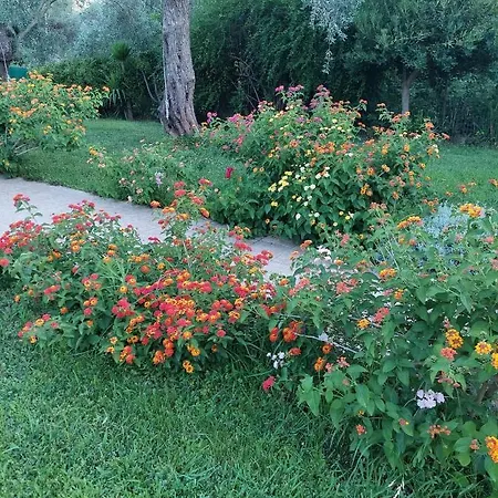 Bill's Garden * Kalamos (Thessaly)