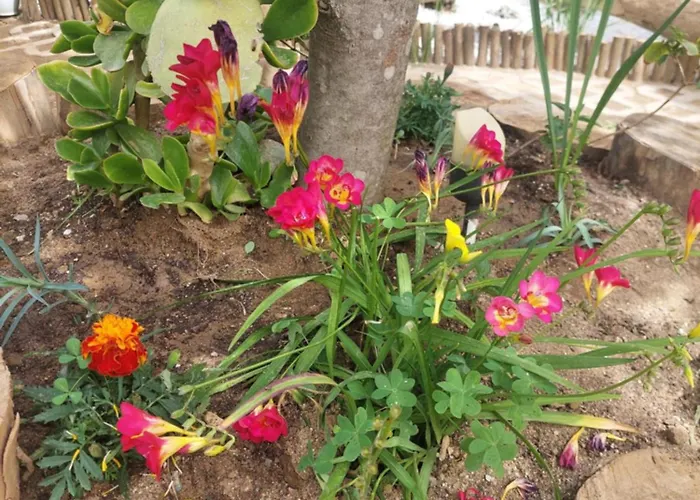 Bill's Garden Kálamos